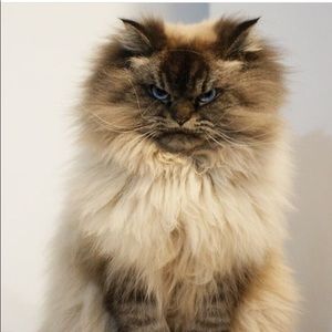 Meet your Posher, Pam